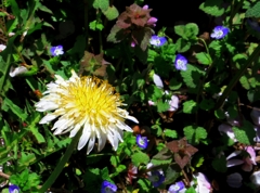 しろばなたんぽぽ