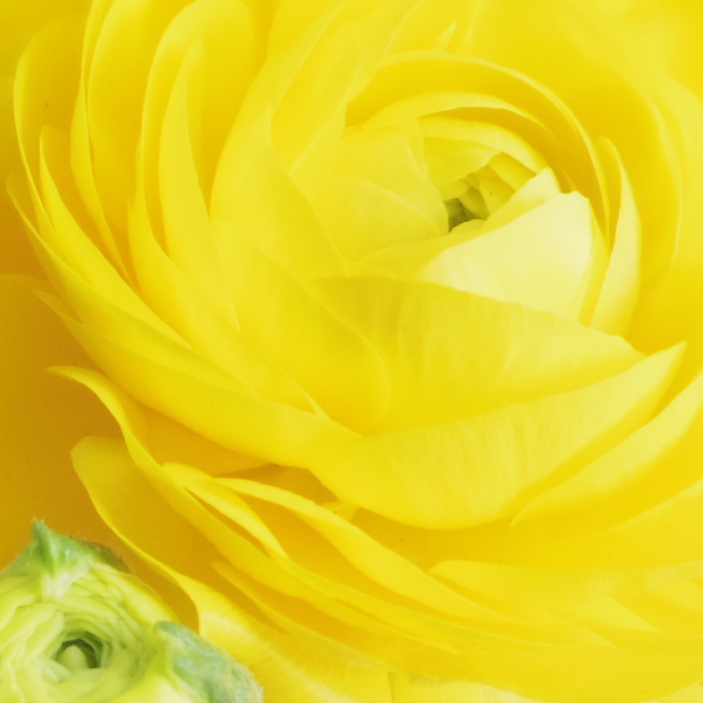 vitamin color