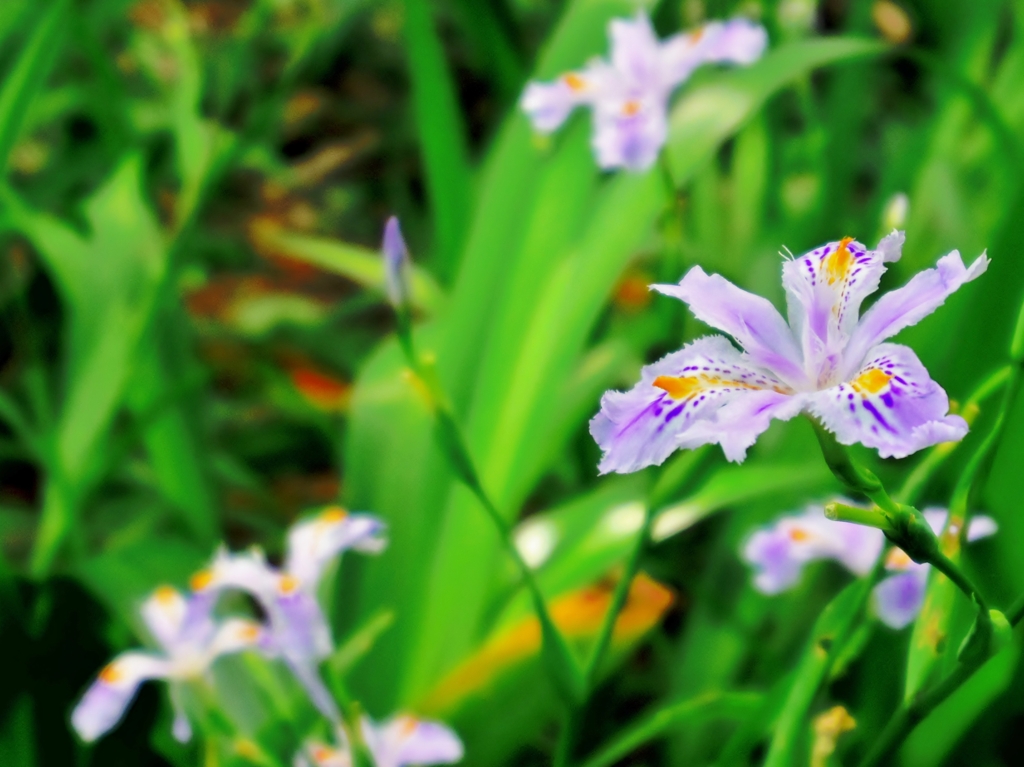 胡蝶花