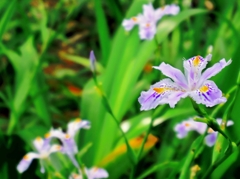 胡蝶花