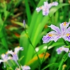 胡蝶花