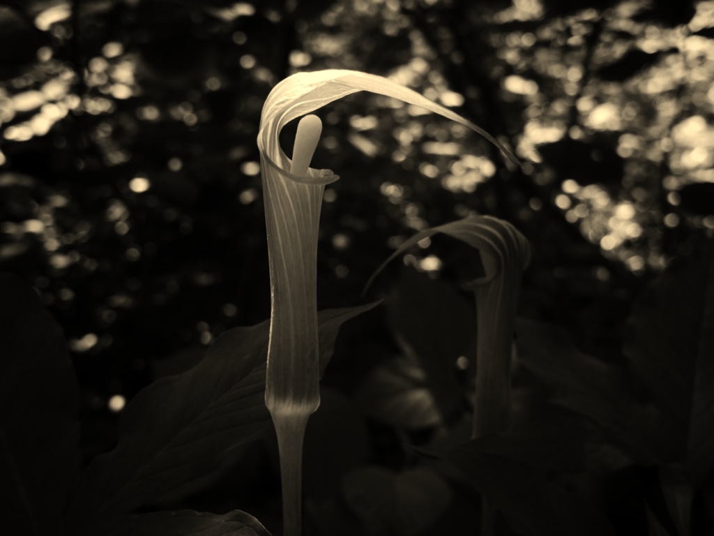 natural candle