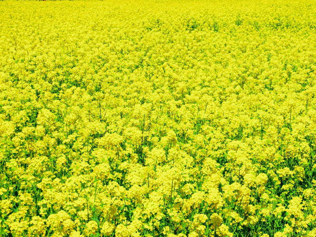菜の花