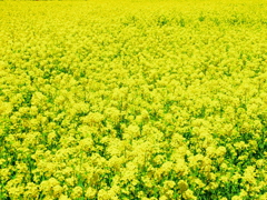菜の花