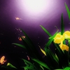 黄菖蒲