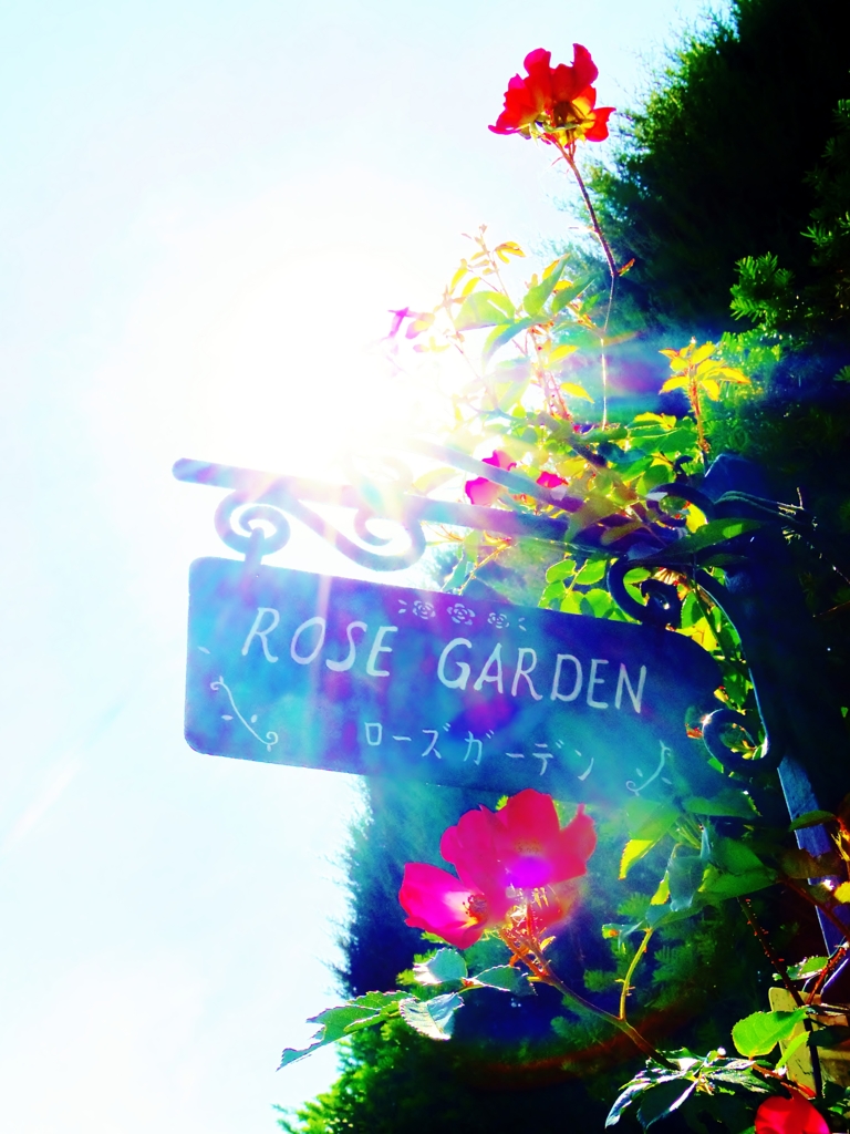 ROSE GARDEN