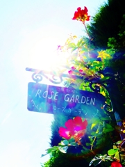 ROSE GARDEN
