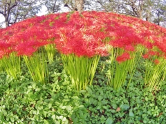 山盛り彼岸花☆