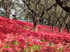 四季ごとの花々
