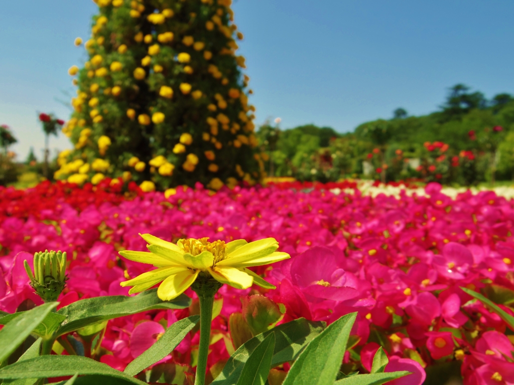 花畑