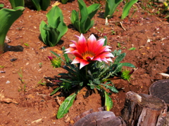 Gazania