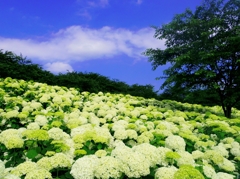 紫陽花絨毯