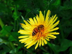 honey　bee