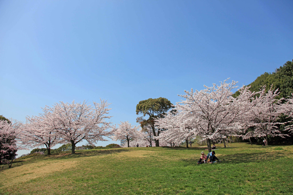 桜満開