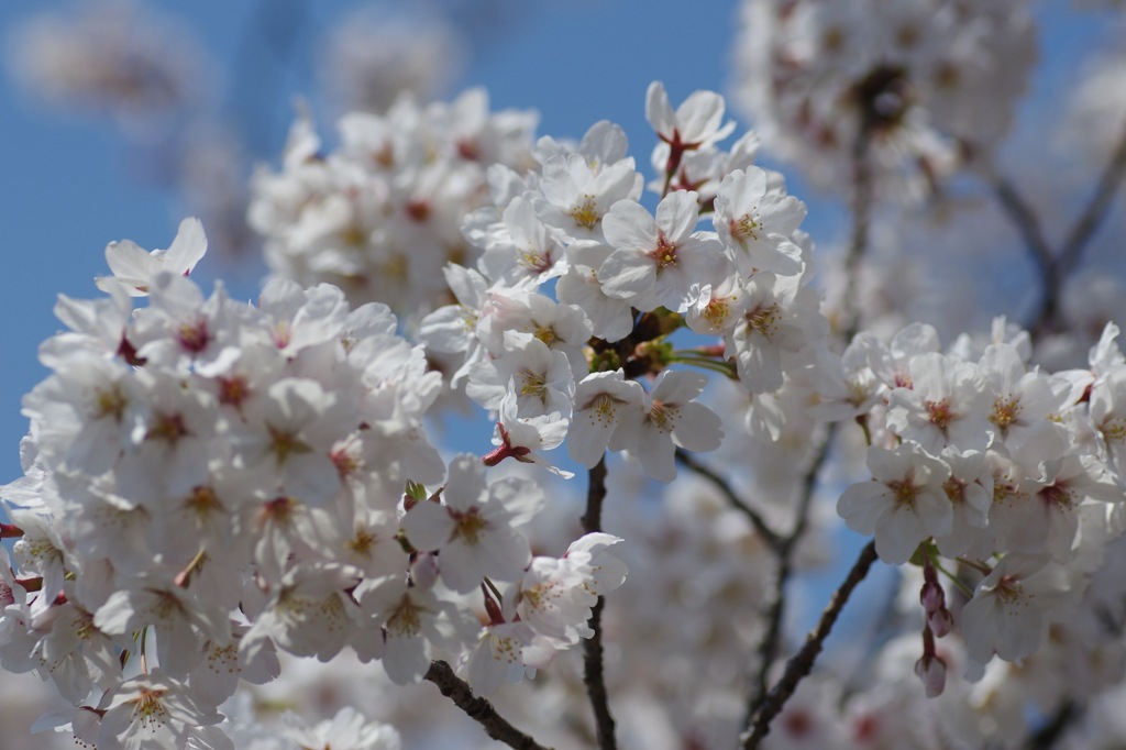 サクラ2012_07