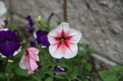 花（白ピンク）
