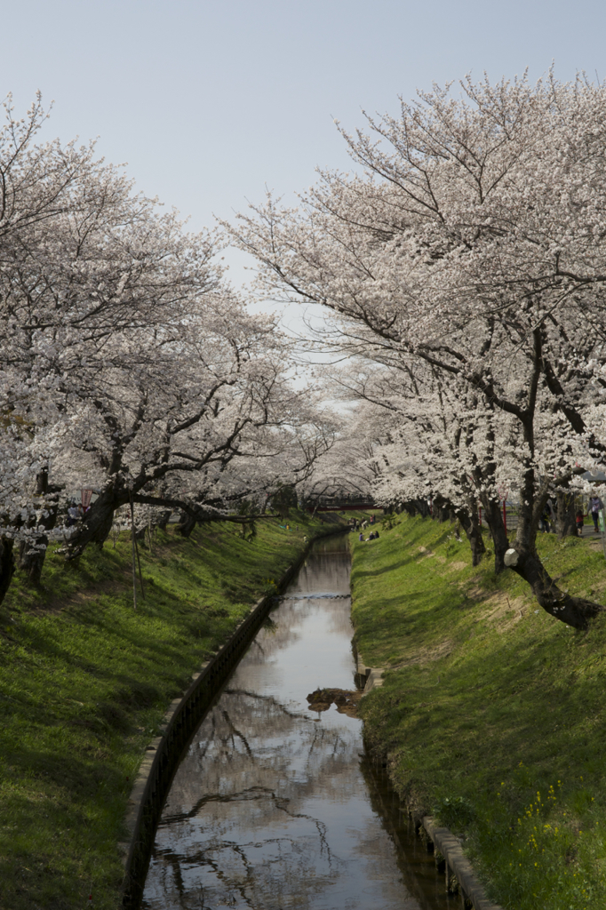 伊賀川堤