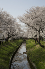 伊賀川堤