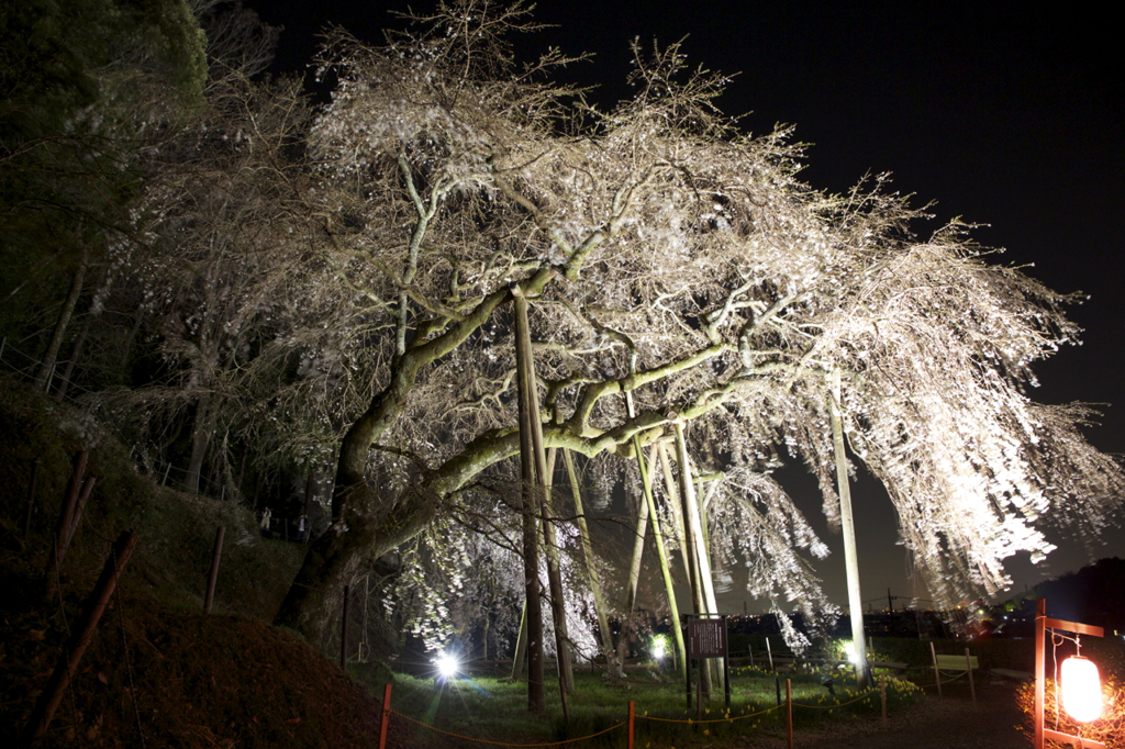 奥山田のしだれ桜