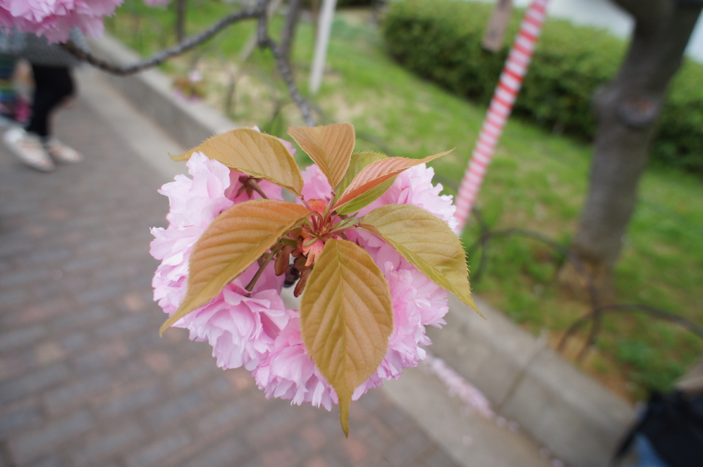 桜餅