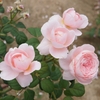 rose15