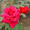 rose11