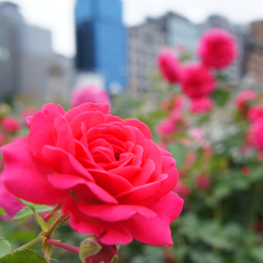 rose04
