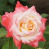 rose22