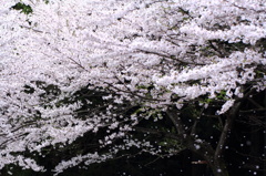 桜散る2