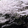 桜散る2