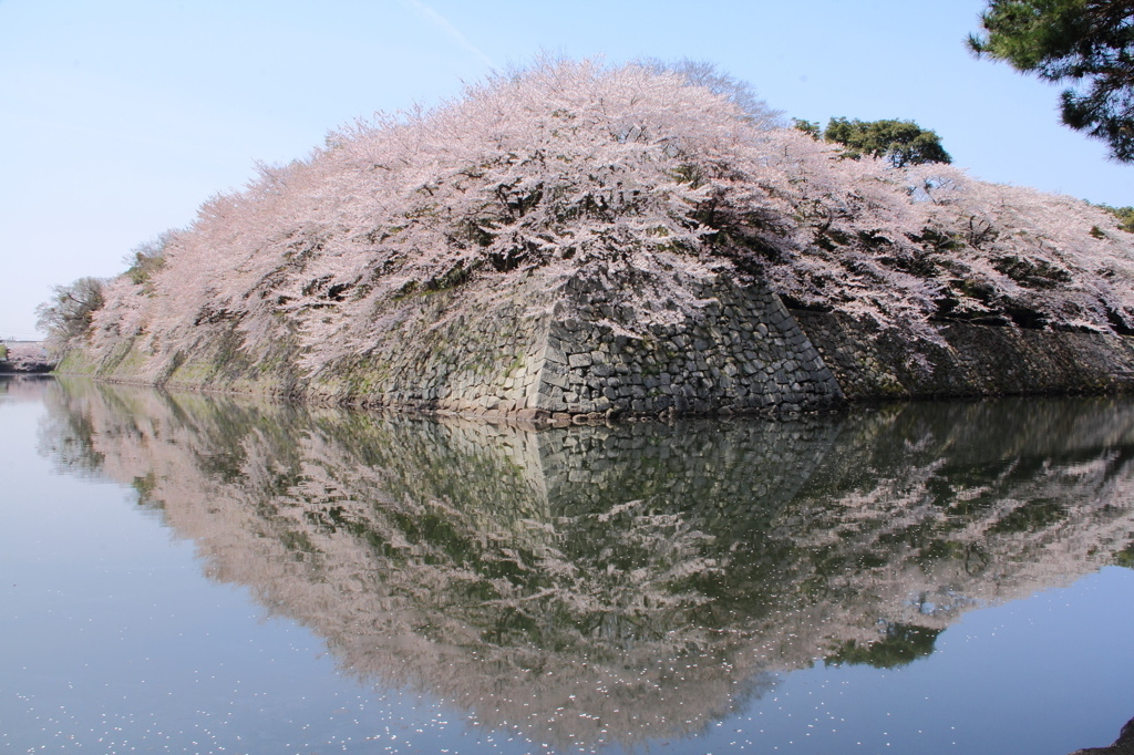 回桜