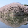 回桜