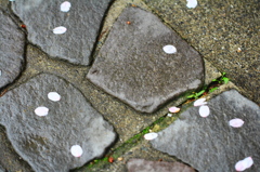 桜road