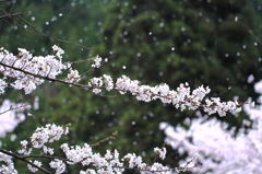 桜舞う2