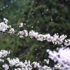 桜舞う2