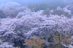 桜満R