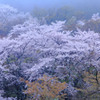 桜満R
