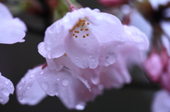 雨に濡れて