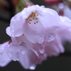 雨に濡れて