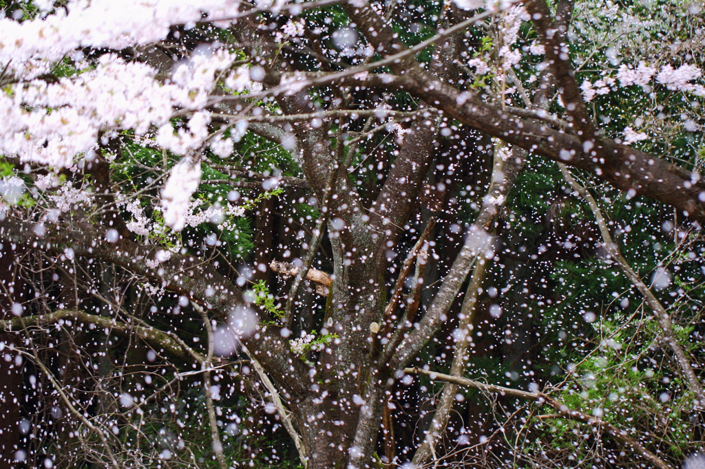 桜吹雪いて