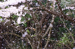 桜吹雪いて