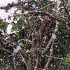 桜吹雪いて