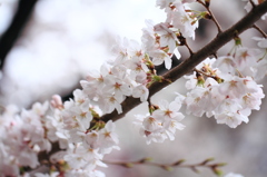 桜色