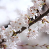 桜色