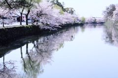 覗き込む桜