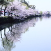 覗き込む桜