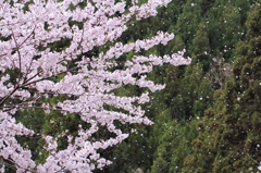 桜散る
