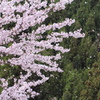 桜散る