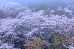桜満