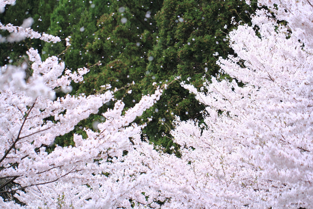 桜舞う